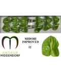 Anthurium Midori Improuv  x 12