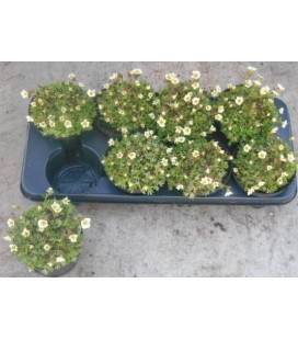 Saxifrage white pot de 12