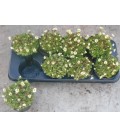 Saxifrage white pot de 12