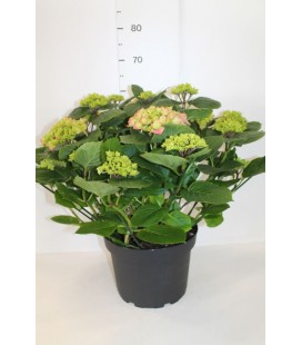 Hortensia Mix pot de 27 /9 fl  Ø50