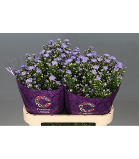 Aster cassandra 80 cm