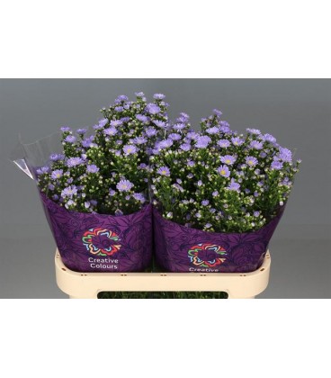 Aster cassandra 80 cm