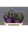 Aster cassandra 80 cm