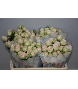 Rose Branchue Galina 50 cm