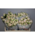 Rose Branchue Galina 50 cm