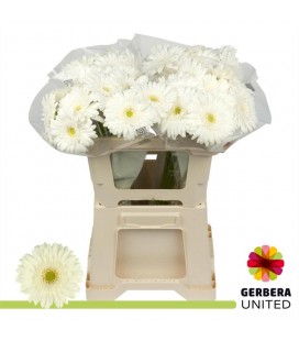 Gerbera Pole ice 