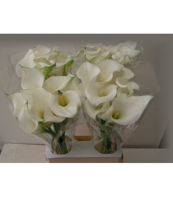 Calla White Present 70 cm