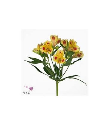 Alstromeria Bali Yellow