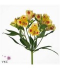 Alstromeria Bali Yellow