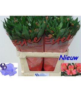 Alstromeria Estee