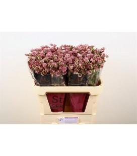 Astransia Star of Promise 60 cm