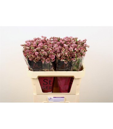 Astransia Star of Promise 70 cm