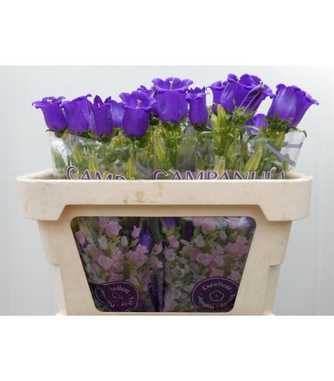 Campanule Champion Blue