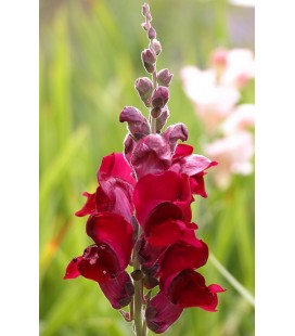 Muflier Red 80 cm