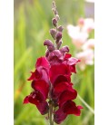 Muflier Red 80 cm