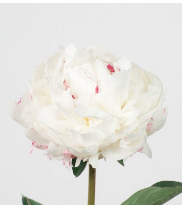Pivoine Mother choice 40 cm