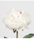 Pivoine Mother choice 40 cm