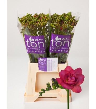 Freesia Expression 