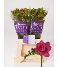 Freesia Expression 