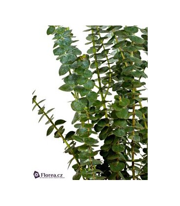  Eucalyptus Baby Blue 
