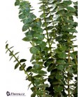 Eucalyptus Baby Blue 