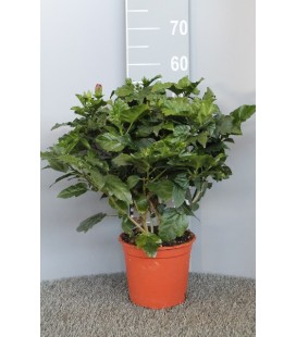 Hibiscus Pot de 19 h60