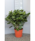 Hibiscus Pot de 19 h60