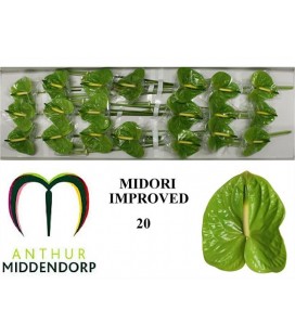 Anthurium Midori par 20