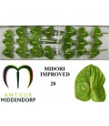 Anthurium Midori par 20