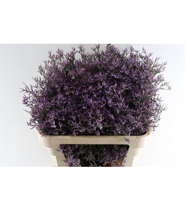 Limonium Safora Lilac 80 cm