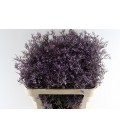 Limonium Safora Lilac 80 cm