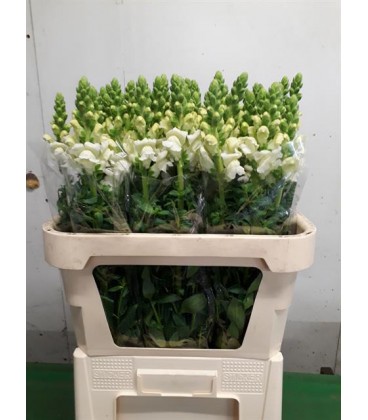 Muflier Blanc 80 cm
