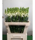Muflier Blanc 75 cm