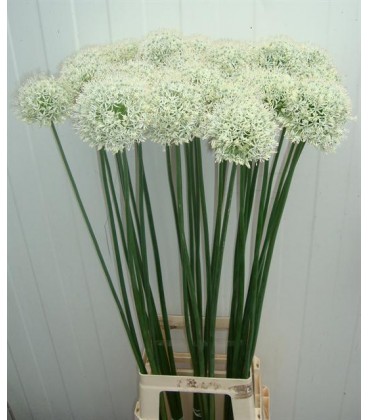 Allium Mont Evrest 95 cm