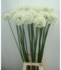 Allium Mount Evrest 90 cm
