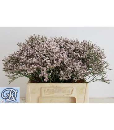 Limonium Pink Emille 40 cm
