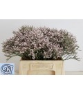 Limonium Pink Emille 40 cm