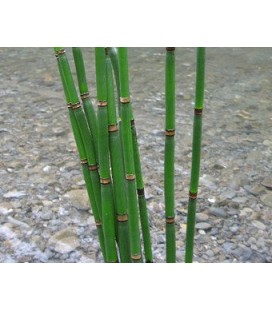  Snakegrass
