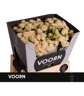 Rose Branchue Tanja 50 cm