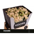 Rose Branchue Tanja 60 cm