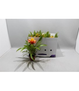 Guzmania Flava pot de 10.5