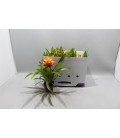 Guzmania Flava pot de 10.5