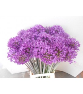 Allium Purple sens 80 cm