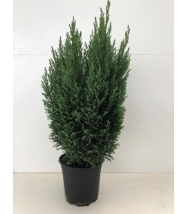 Coupe Terrae 60 cm gris