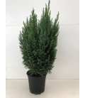 Elwoodii pot de 17 H 48 cm