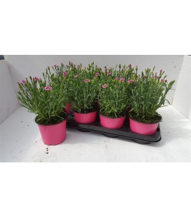 Oeillet pink pot de 19