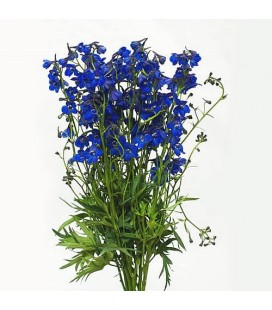Delphinium Volkerfrieden 100 cm