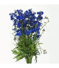 Delphinium Volkerfrieden 90cm
