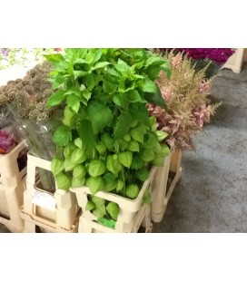 Physalis Lampion Tak 70cm