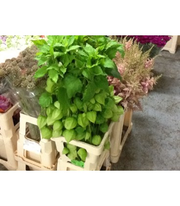 Physalis Lampion Tak 80cm